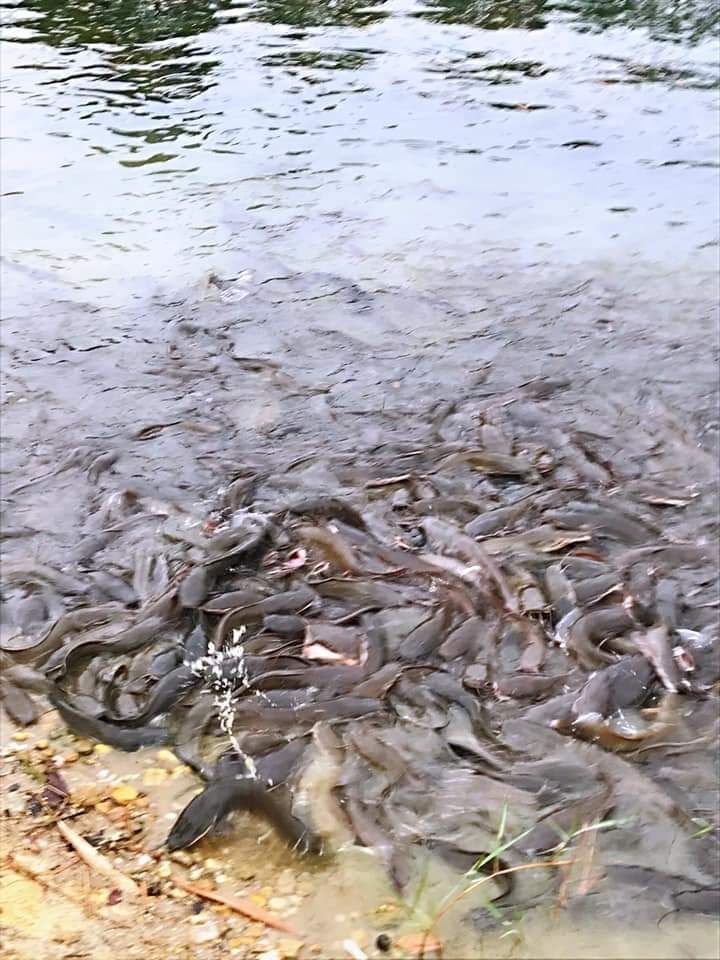 只要将面包或鱼饲料抛下湖里，成群的泥鳅就会竞相逐食，十分壮观。（图取自面子书）
