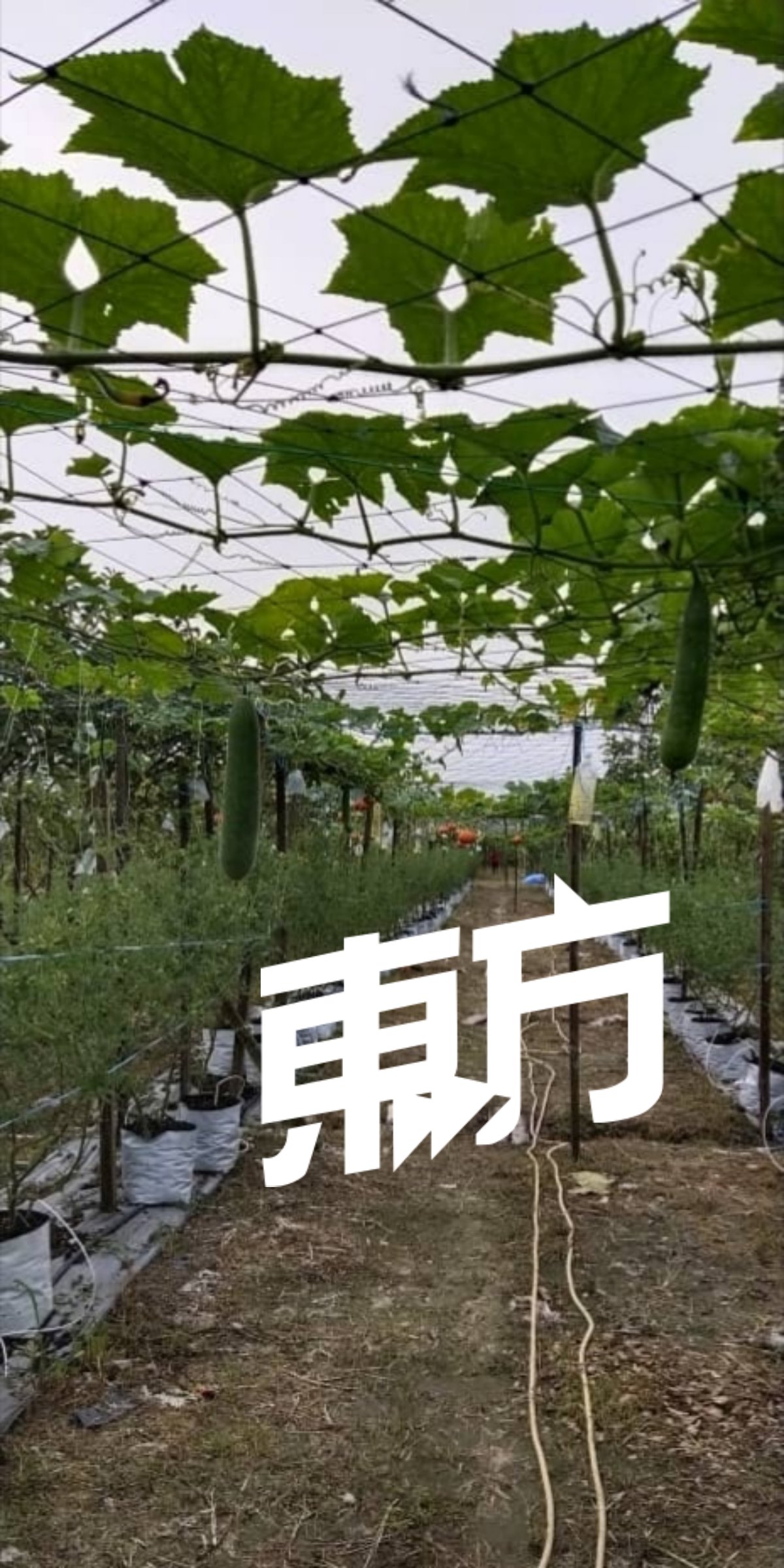 越南冬瓜在我国极为罕见，李月淋则在太平的园地栽种成功及推出市场。