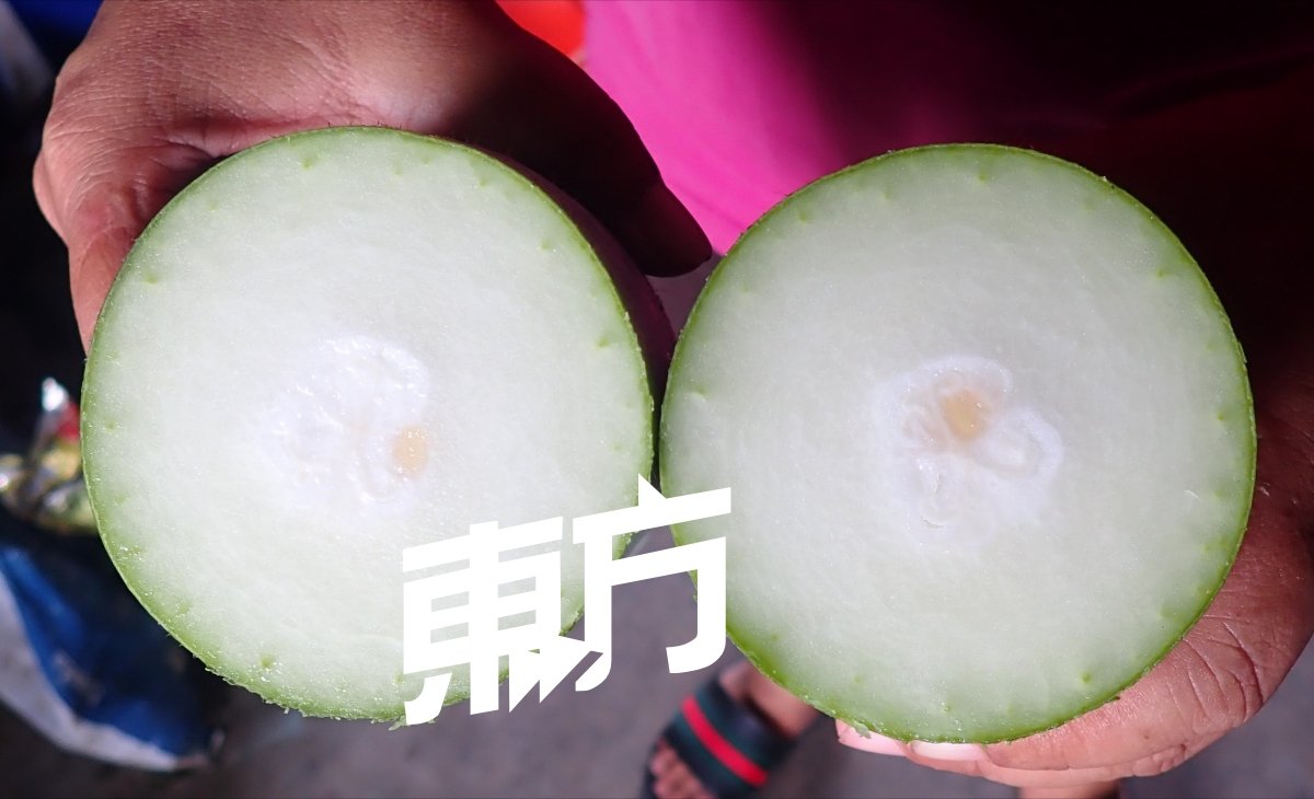 越南冬瓜成熟后，瓜皮硬厚如铁，因此也被农友称为“铁瓜”。