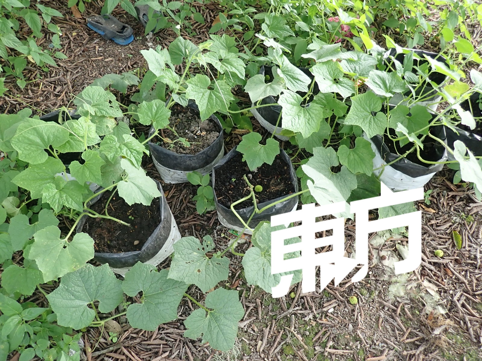 越南冬瓜可直接栽种在园地，或是栽种在植物种植袋内。