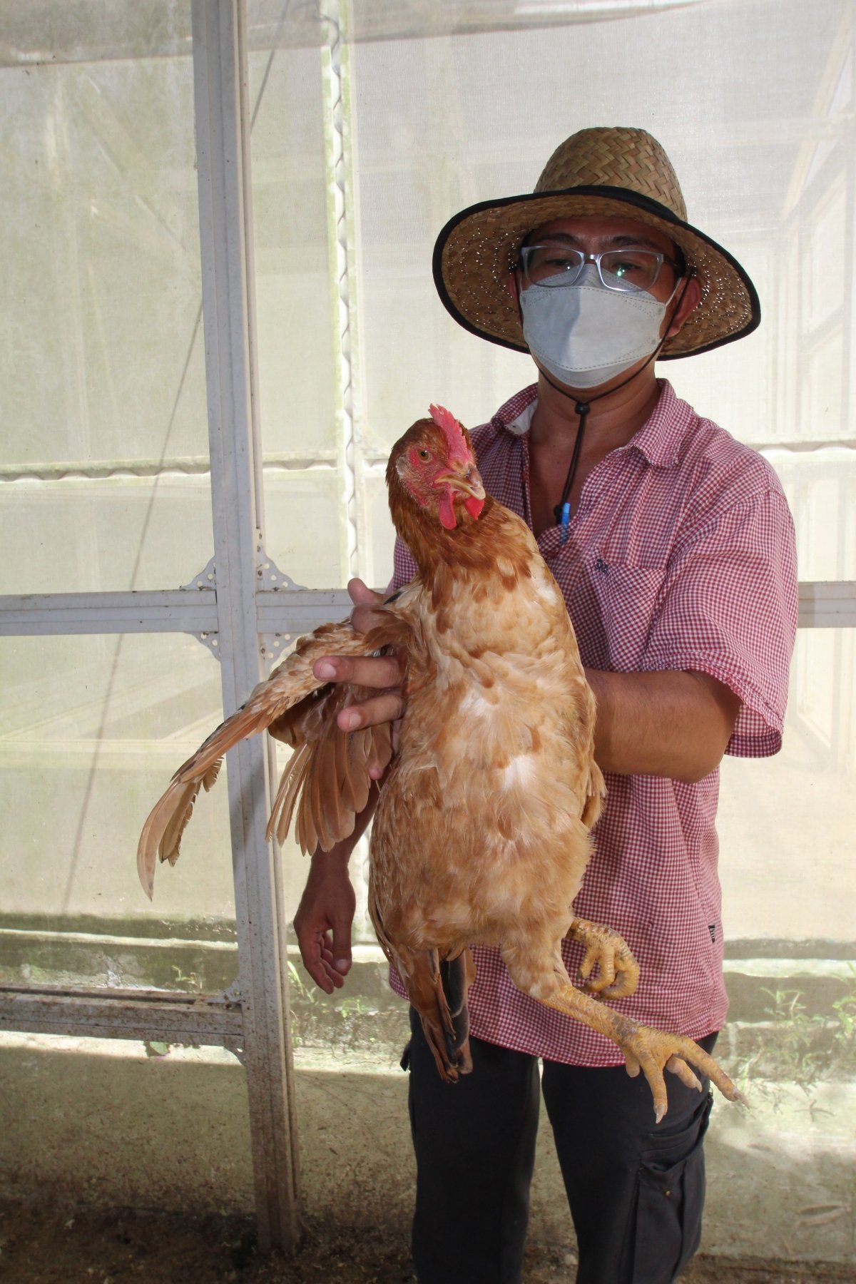 王联森表示，长期使用酵素的鸡只，毛色更为光亮，鸡冠颜色也格外鲜艳。
