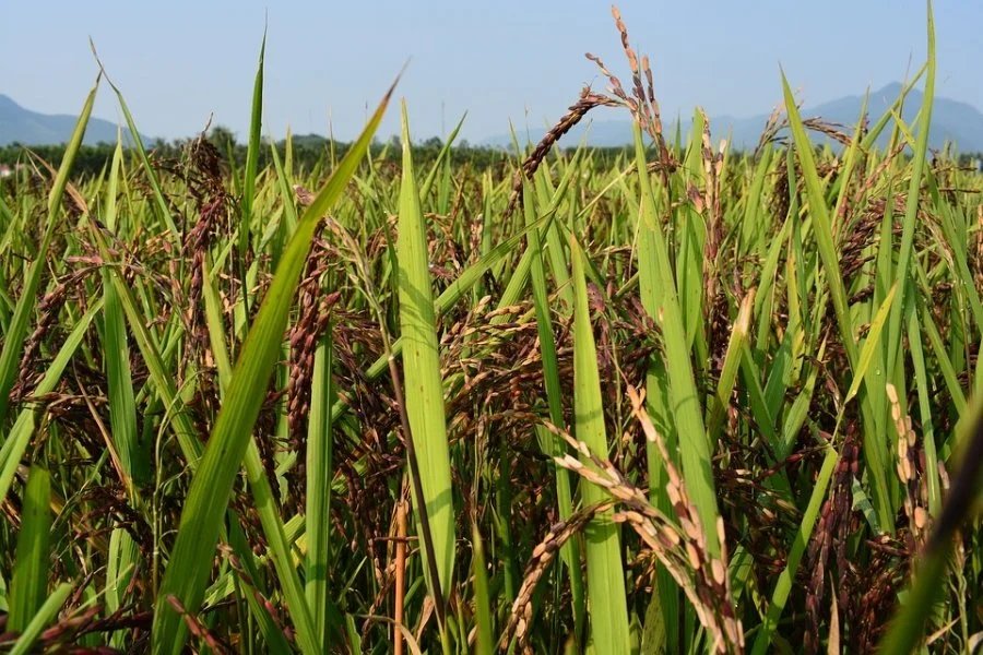 吉打慕达农业发展局申诉，稻苗发放延误，造成吉打及玻璃市两州5万名稻农收影响。（示意图）