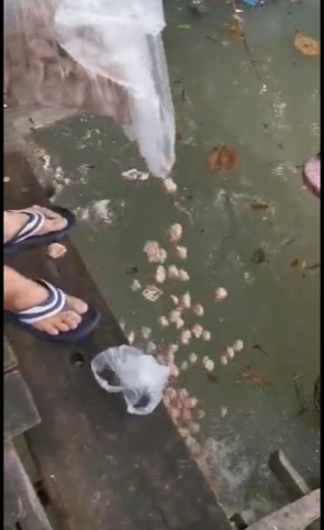 视频中男子揶揄虾丸是喂鱼的，不是给人吃，然后就将整盒虾丸丢进海。