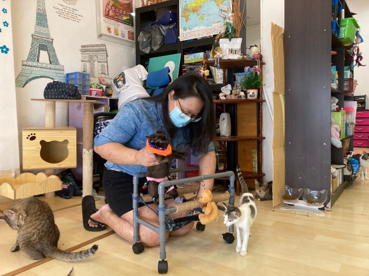 林怡婷收容的流浪猫，大部分皆为残疾猫。
