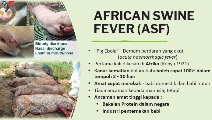 猪埃博拉”（Pig Ebola）急性热血症， 首次于1921年在非洲肯尼亚发现，感染猪只可在2至10天内100%死亡，传播速度快，受感染的包括饲养的猪和野猪。