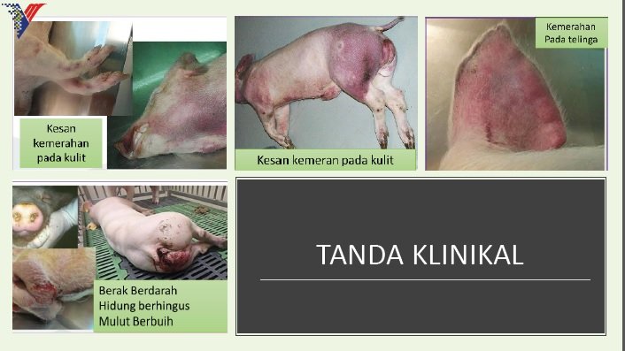 染病的猪只会出现如皮肤出现红块、流鼻涕或嘴巴冒泡等症状。