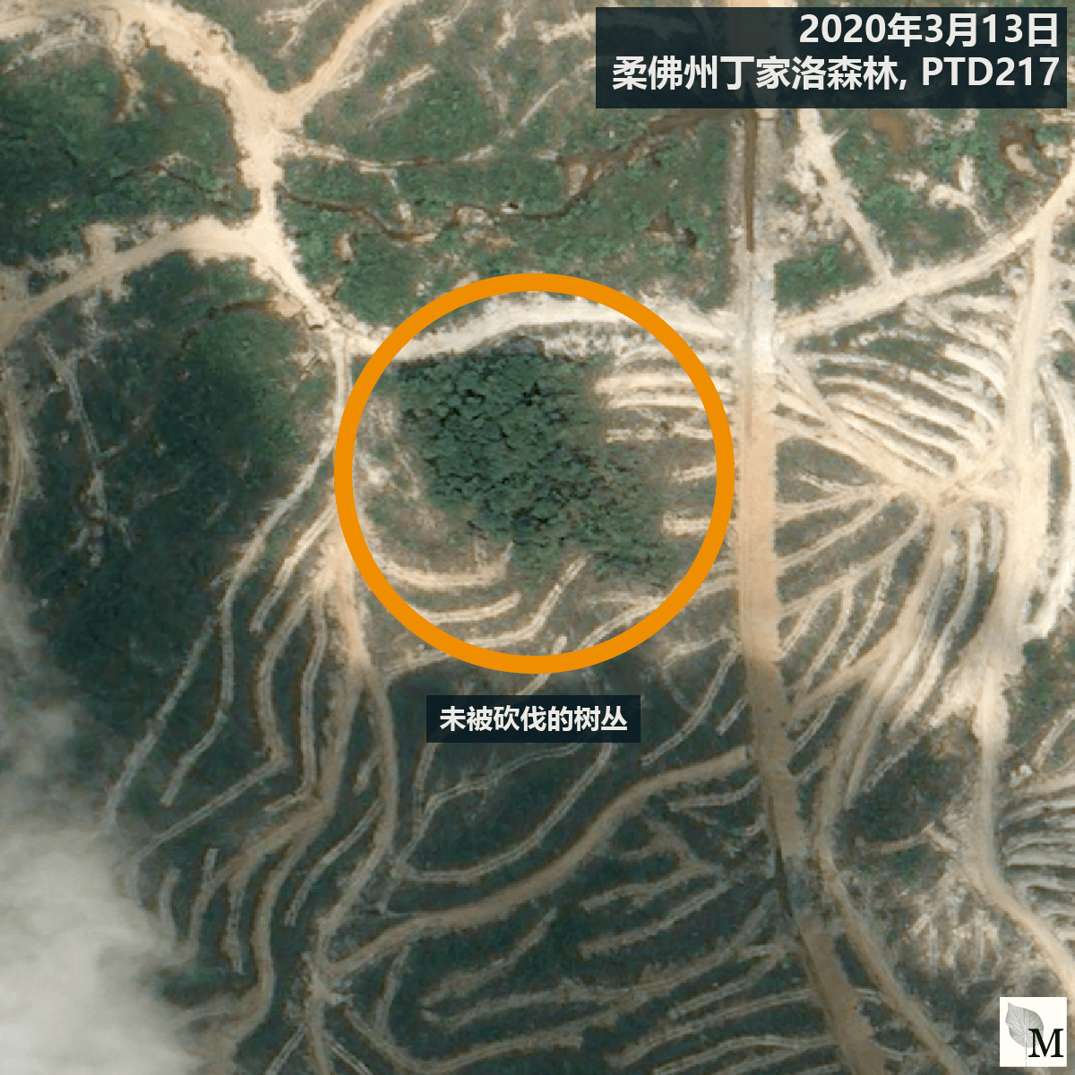 橙色圆圈显示著据报是濒临灭绝的盾状娑罗双树所在位置。（卫星图像 ©CNES 2016 Distribution Airbus DS / Earthrise）