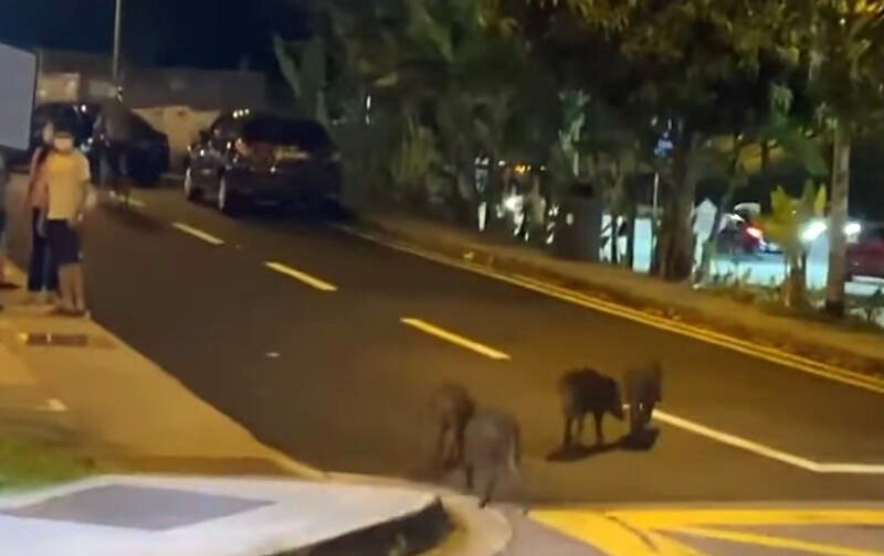 4只野猪日前“到访”铁道广场，公众纷纷闪避。（互联网）