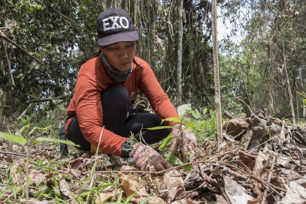 Nurul Susanti Nasir正在种植了一棵巨大龙脑香（Dipterocarpus Validus），这是婆罗洲特有的高潮树种。 （Alexandra Radu）
