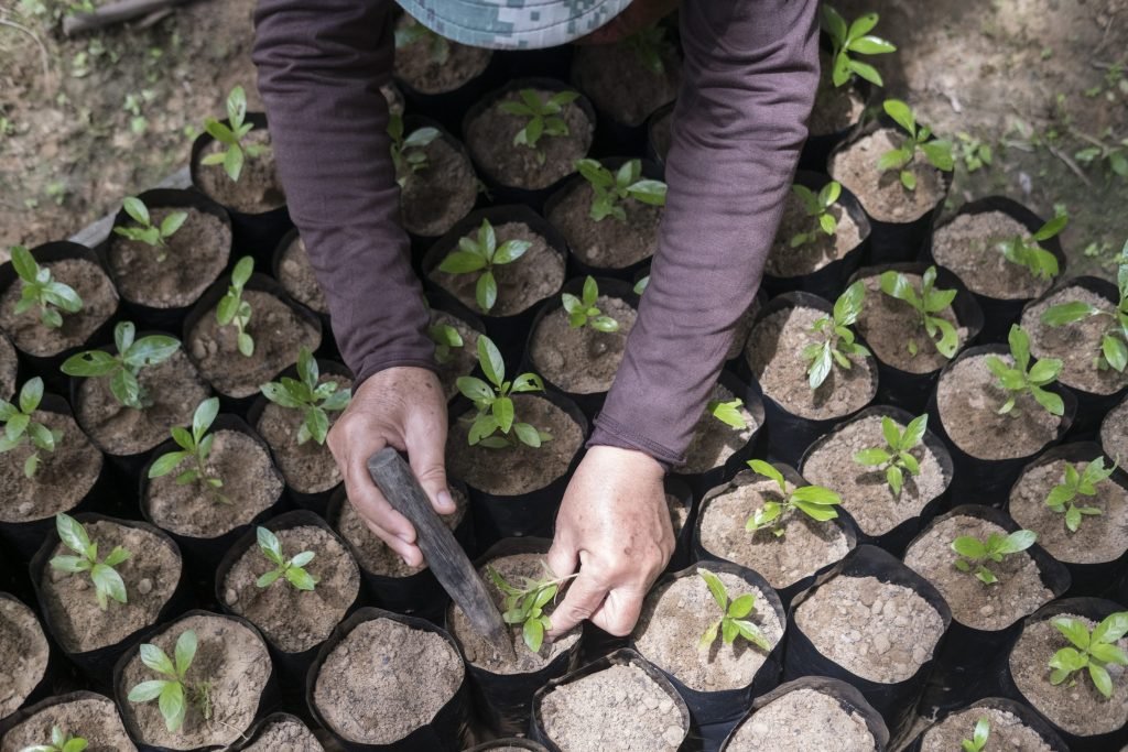 今年62岁的Murneh Ismail在 KOPEL的苗圃里种植幼苗，从森林中采集的种子在这里种植和生长，直到树苗长到大约40厘米高。然后将它们重新种植在森林的土地中。 （Alexandra Radu）