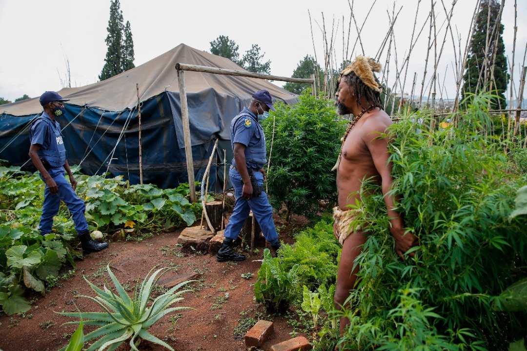 “科伊桑国王”站在大麻植物前面，试图保护植物免遭警察没收。（图取自法新社）