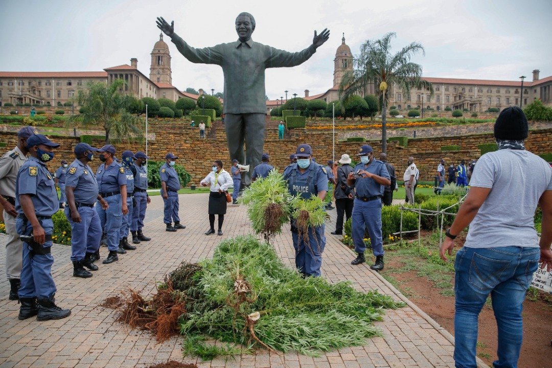 南非原住民科伊桑人在总统办公室周围种植大麻，遭警方清场。（图取自法新社）