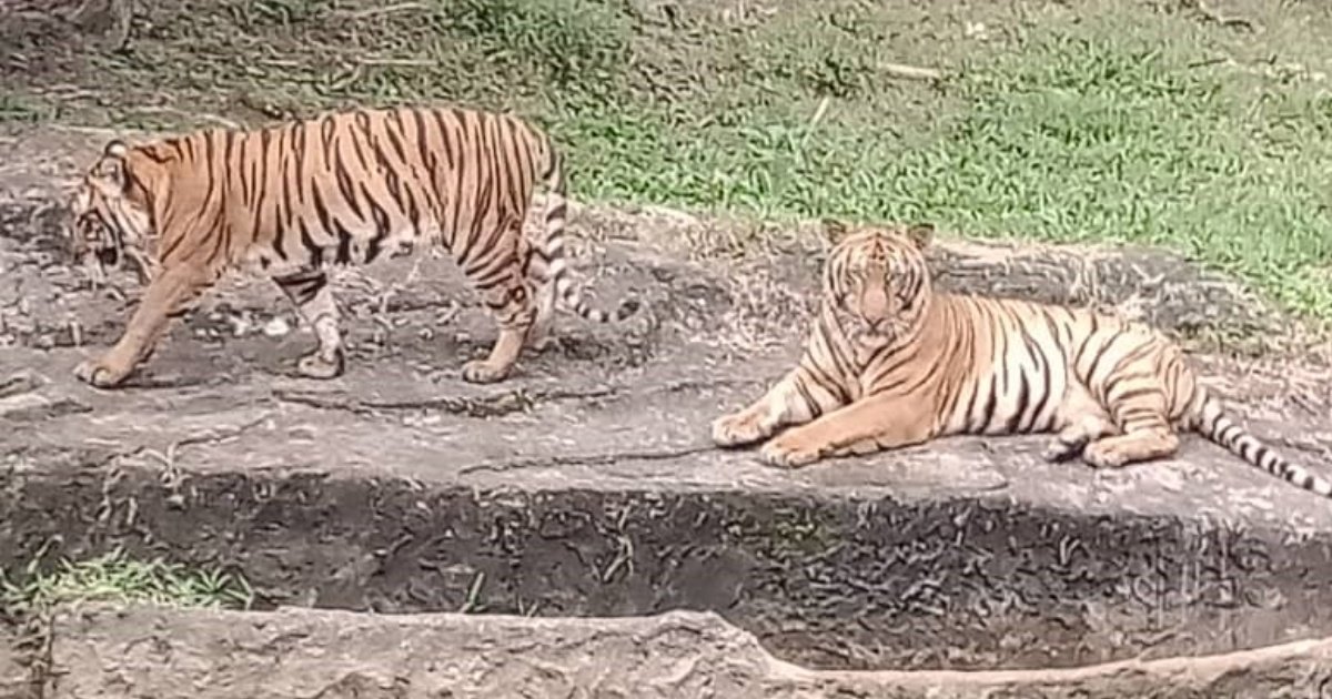 动物园圈养老虎在保育老虎方面只属辅助，最重要是让老虎能在大自然环境中永续生存。