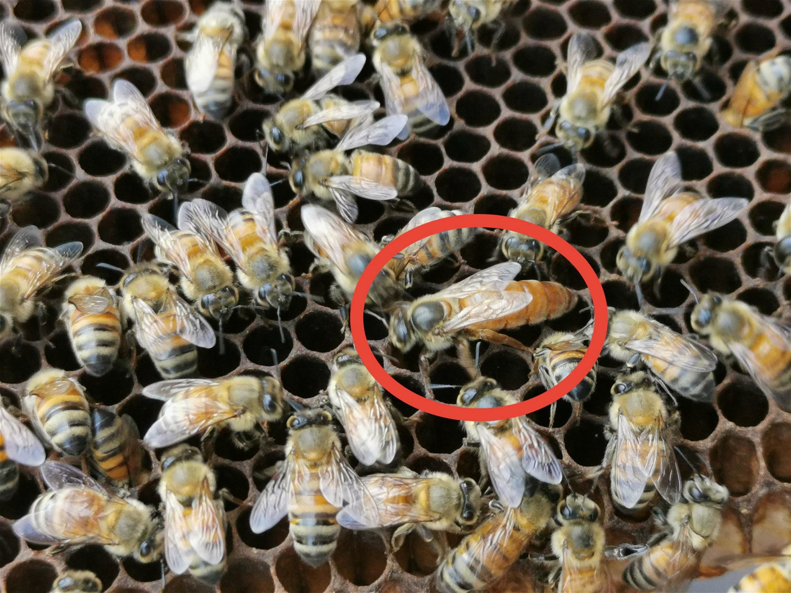 蜂王（红圈）是蜂箱内的重要“灵魂”，决定蜂群的兴衰，不停产卵繁殖令蜂群壮大。