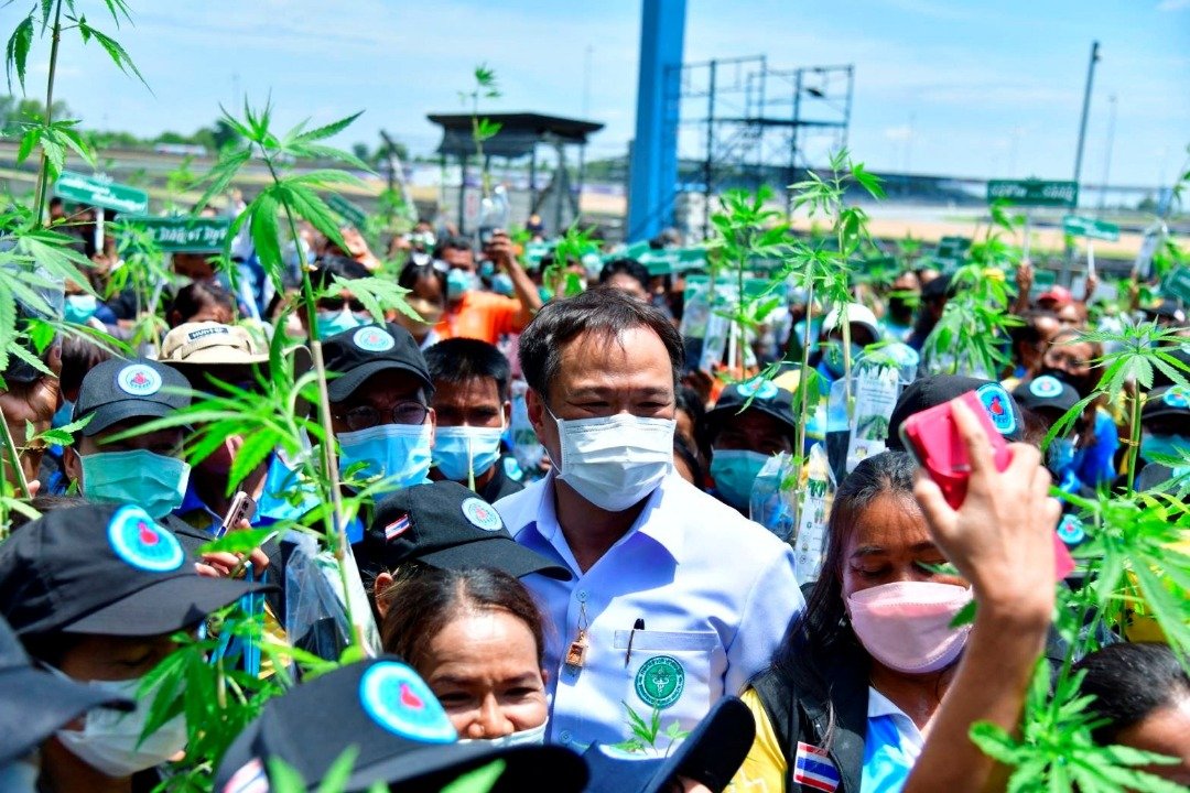 泰国卫生部长阿努廷（中）本月10日，在武里南府与免费获得大麻幼苗的民众合照。（图取自泰国卫生部/路透社）