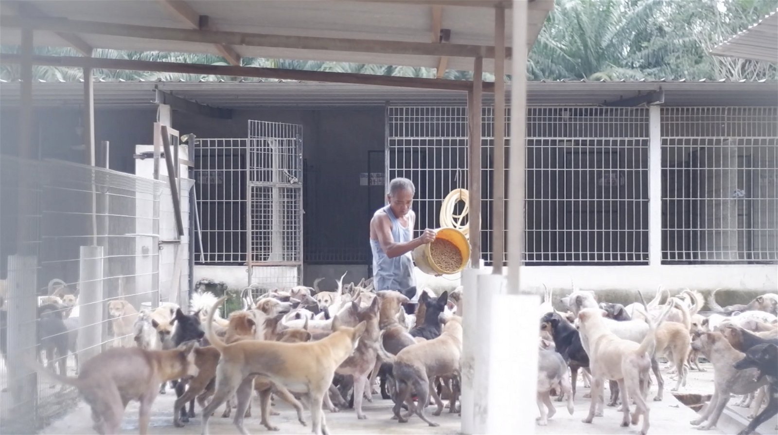 居銮流浪狗之家收容逾千只流浪狗，每月开销超过6万令吉。