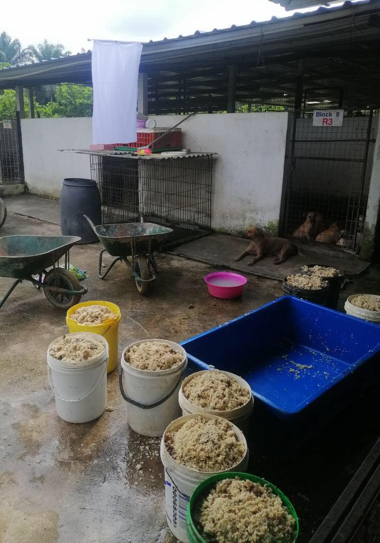 居銮流浪狗之家每日需要30包10公斤白米来喂养流浪狗。