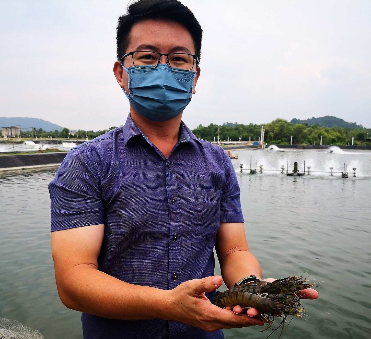 胡桂茂展示所养殖的老虎虾。