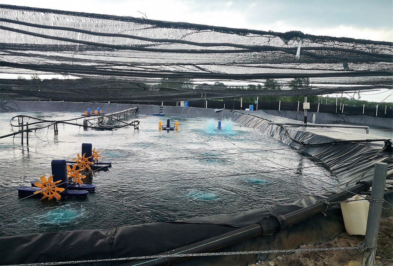 虾农为养虾池铺上地膜（黑色材质）及遮盖网，以防止野生动物及减少病害入侵。
