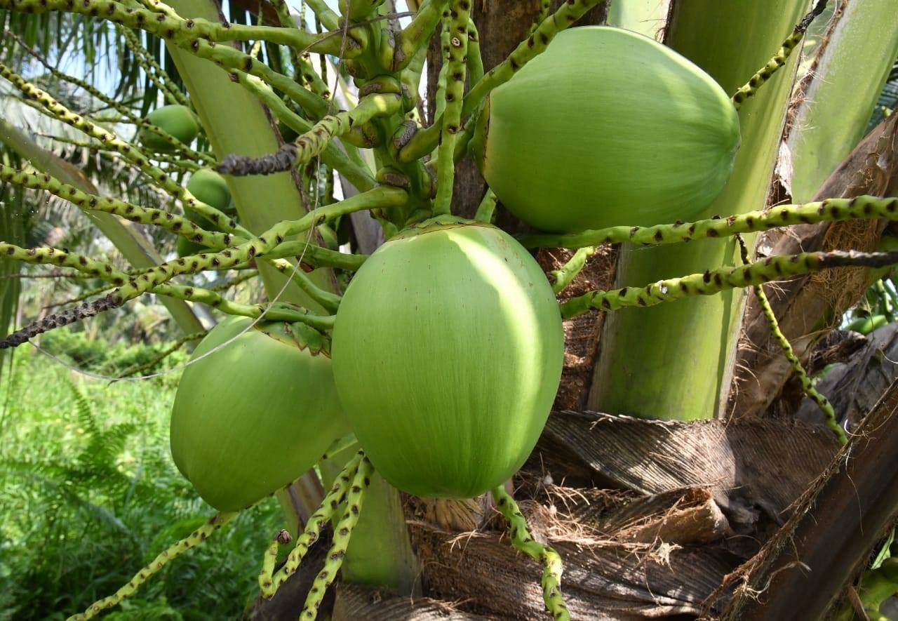 “雪州水果谷”种植的水果超过20种，斑兰椰子是其中一种。