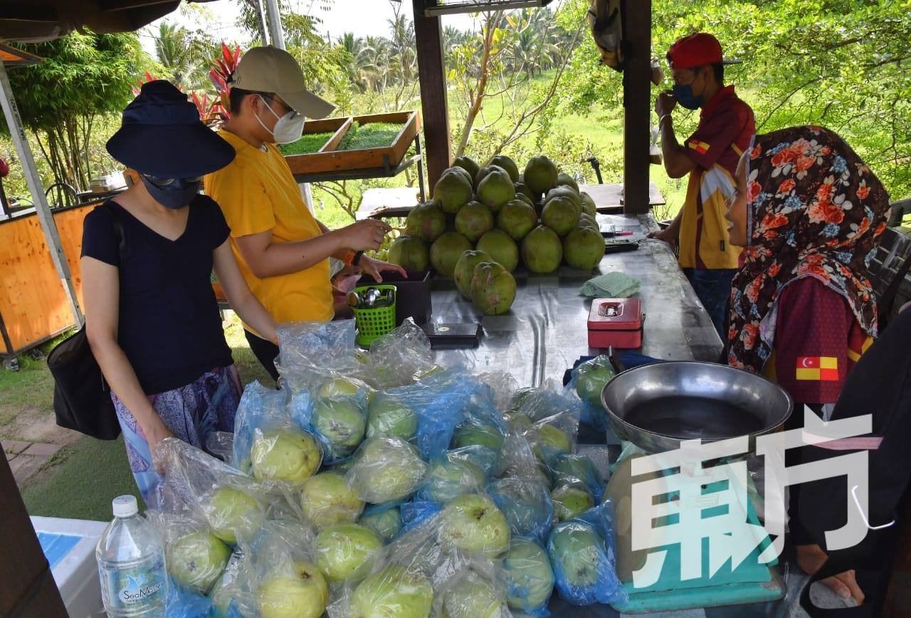 现场除了有采摘番石榴（需额外付费）的体验活动外，访客也可以即场购买新鲜水果。