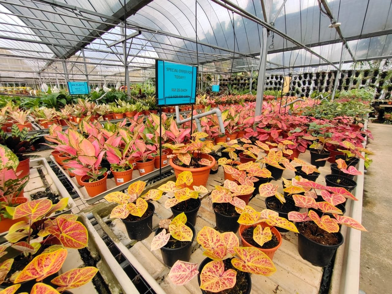 Seremban Landscape &amp; Nursery园艺中心种植了近50个种类，目前有逾10万盆的彩芋叶。