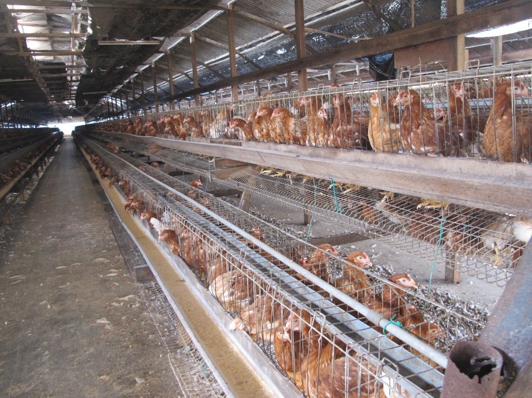 虽然政府限制鸡肉出口，但鸡农认为这只能是短暂方案。