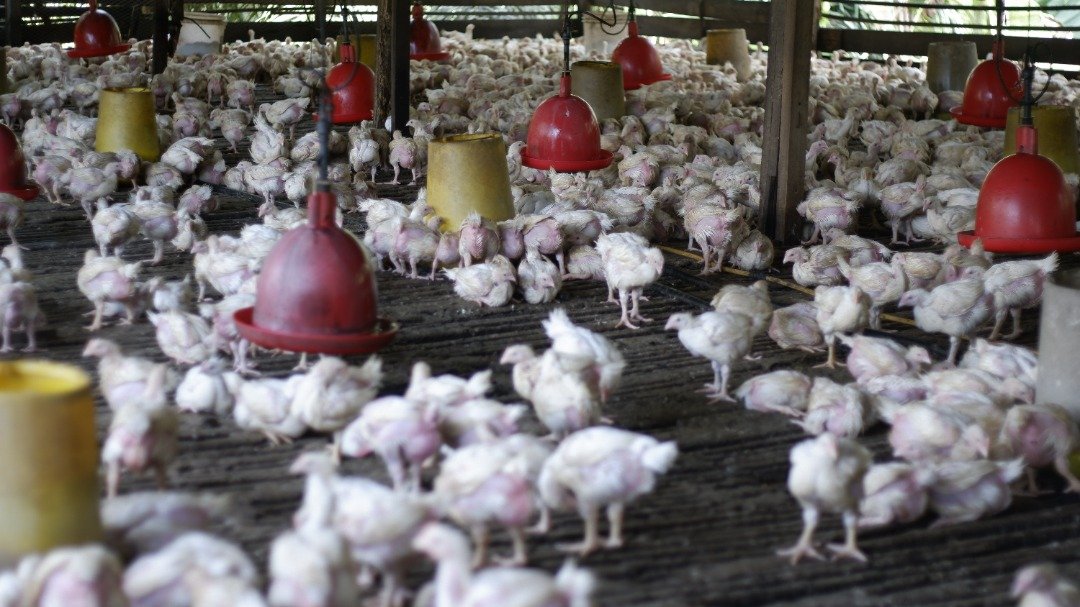 养鸡业缺乏劳工，亦是影响鸡只短缺的其中一个原因。