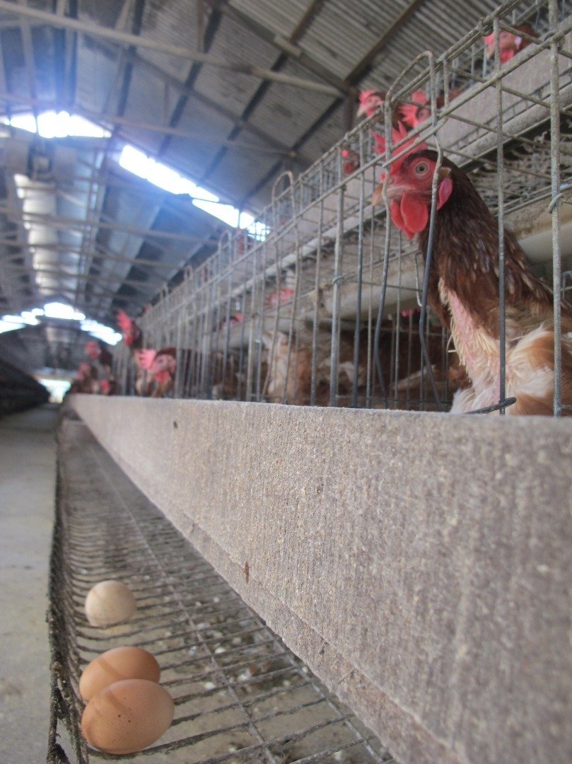 鸡农希望政府可以重新考量禁止鸡肉出口的政策。