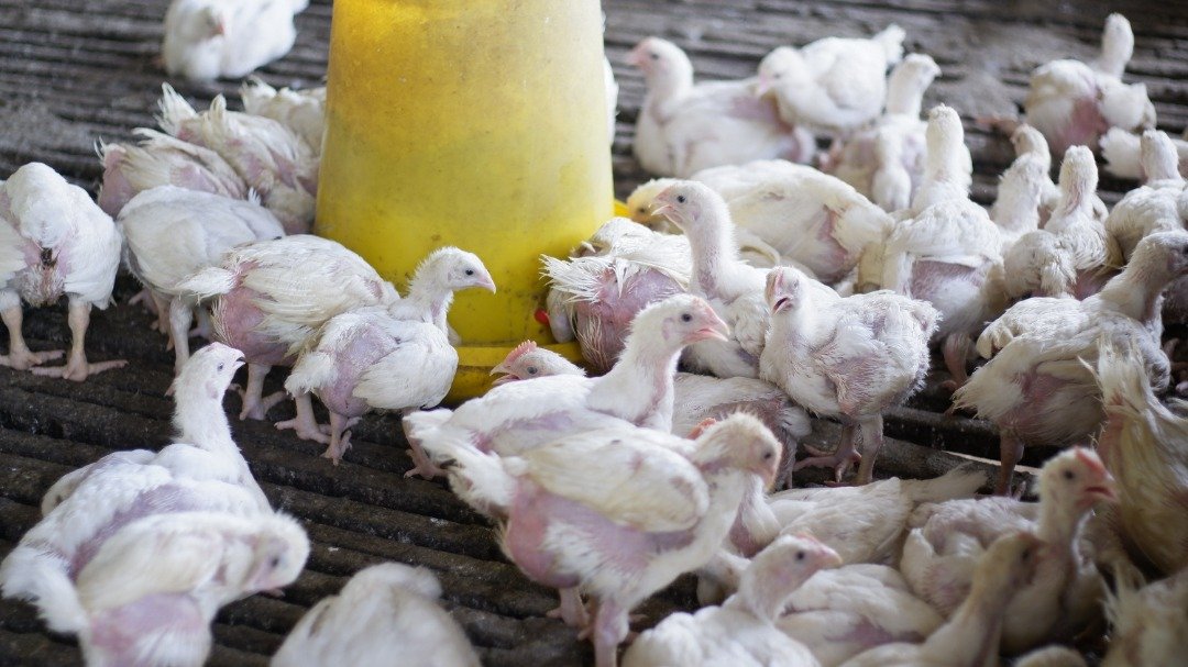 饲料品质欠佳与气候炎热，导致鸡只重量过轻。