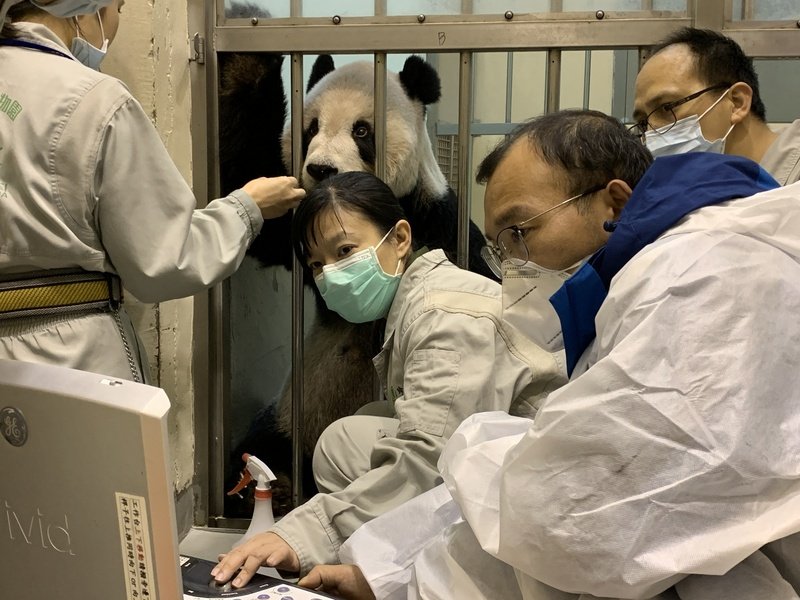 2名来台探视大熊猫“团团”的四川专家将于周一返回中国，但由于“团团”病因仍无法判定，双方讨论后一致同意继续采取舒缓治疗。（图取自中央社/台北市立动物园）
