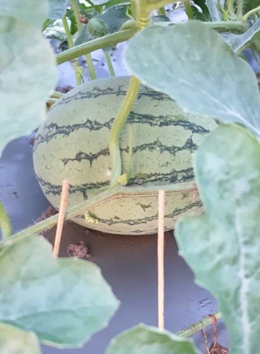 只要土壤健康及细心照料，有机西瓜也能长得很大及很甜。