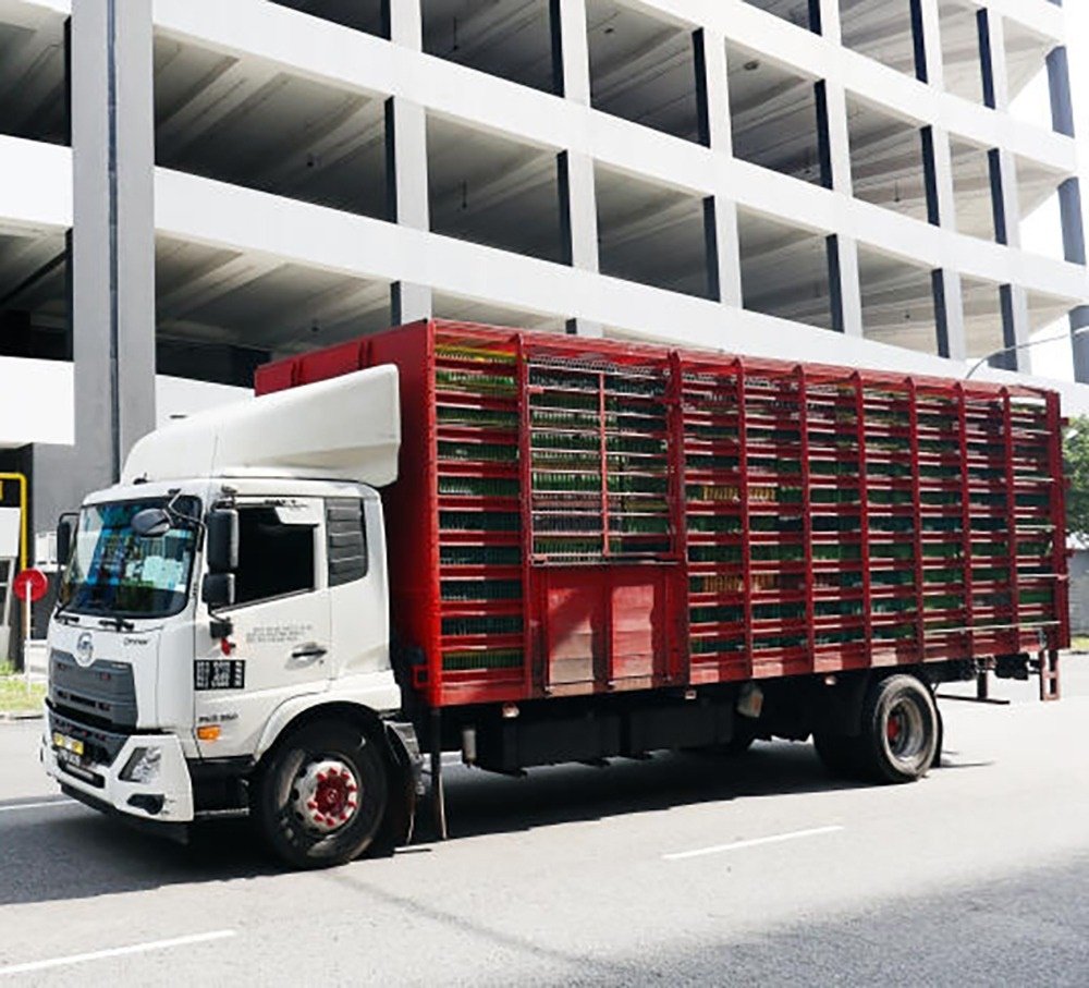 新加坡预计本周三或四将陆续迎来大马运来的肉鸡。