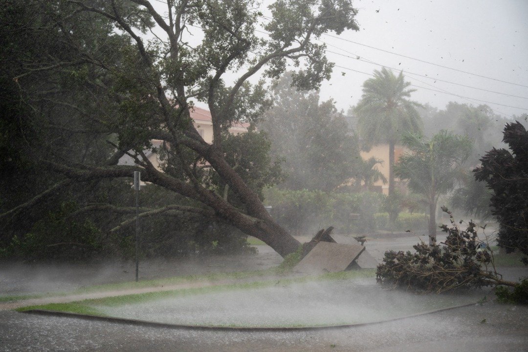 在佛州萨拉索塔，一颗大树被强风连根拔起。（图取自法新社）