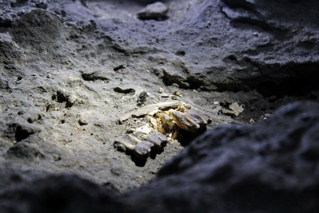 诺丽阿诗琳指出，霹雳地质及矿物局目前尚需对化石受损的修补科研报告进行鉴定，因此未能公布。（档案照）