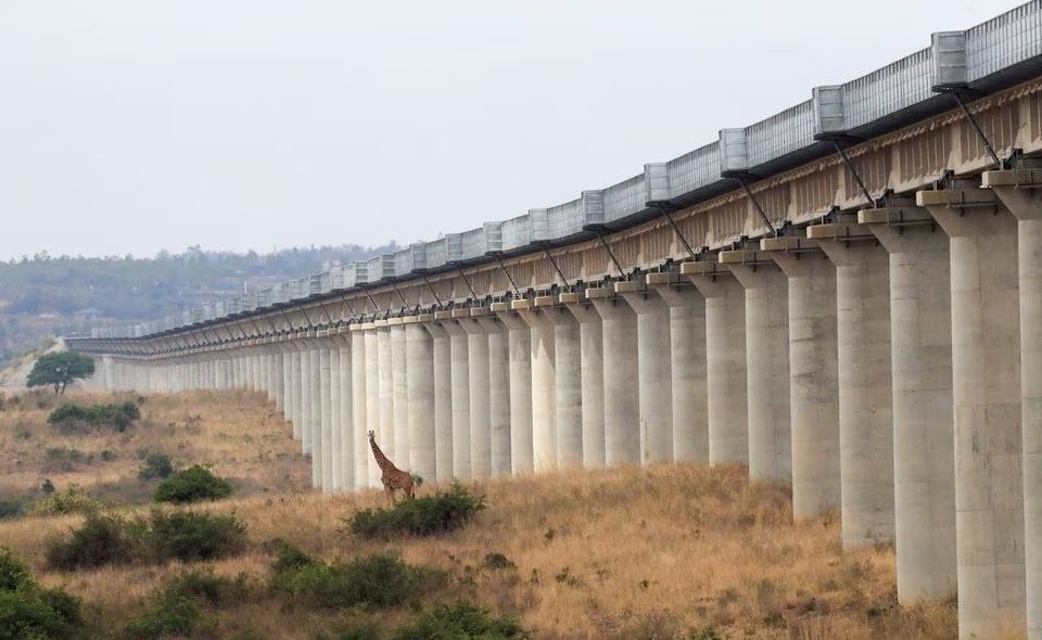 中国在非洲兴建了许多便利的高架铁路线。其中，连接肯尼亚首都内罗毕和奈瓦沙的铁路线，允许动物如长颈鹿在下方行走。（图取自路透社）