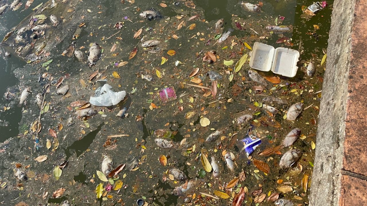 马六甲河面出现数以千计的鱼尸，引发关注。