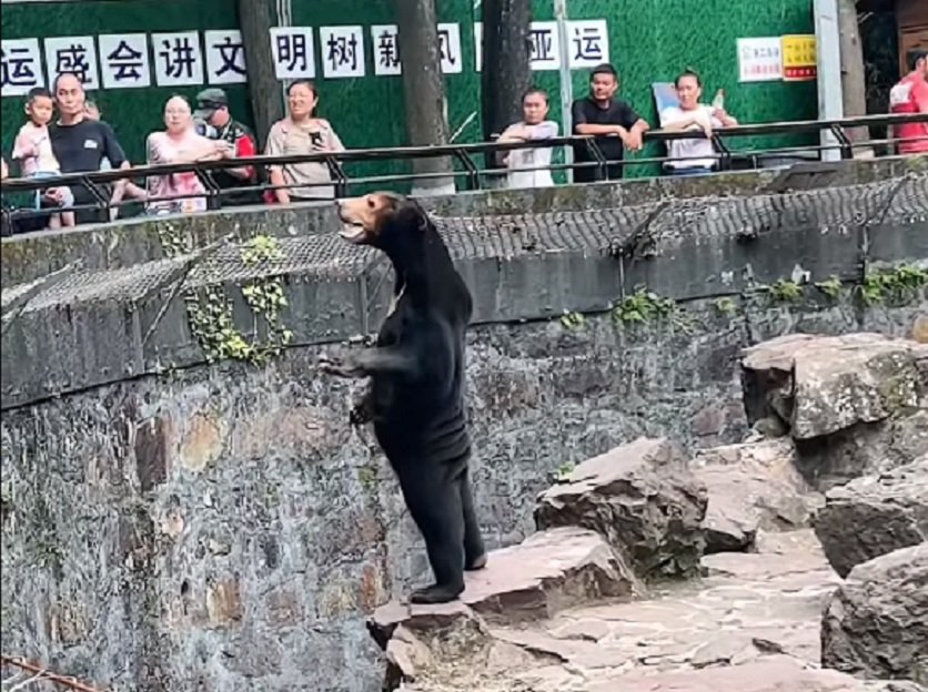 杭州动物园这只名叫“安吉拉”的马来熊，直立时“人模人样”，被质疑是人扮的。（图取自网络）