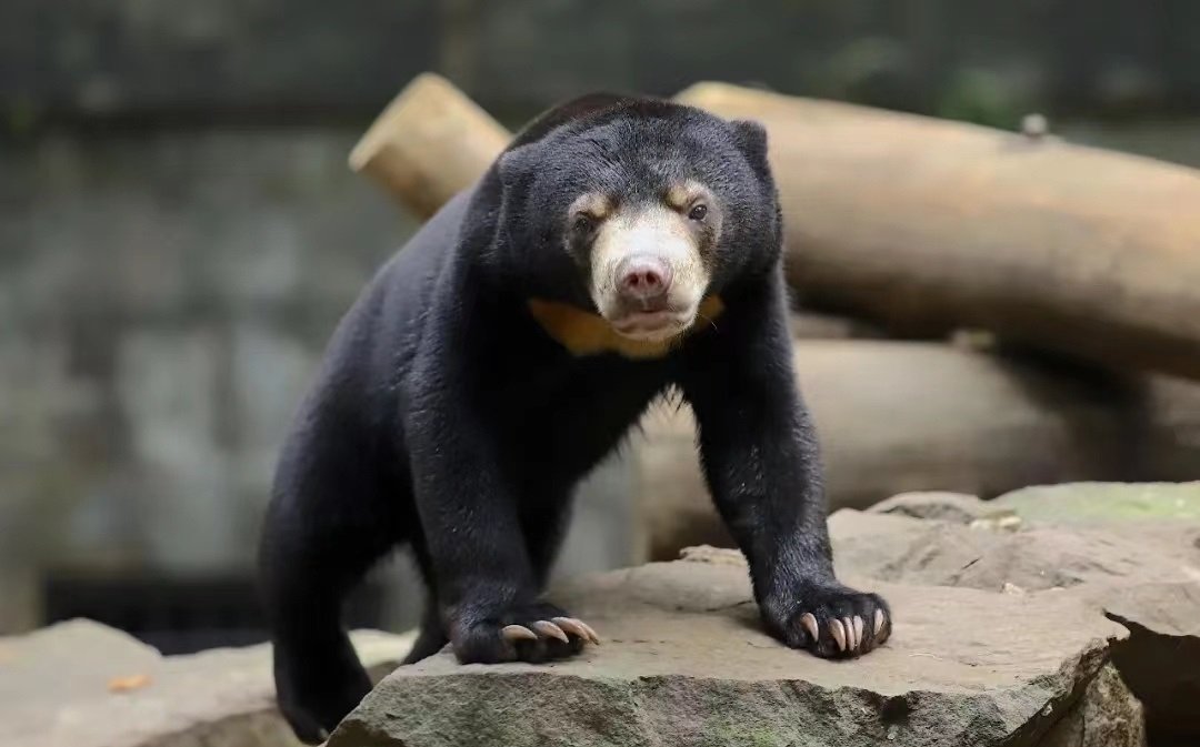 马来熊是世界上体型最小的熊类动物，身高体型和一条大狗差不多，胸前一般有一块“U”型斑纹。（图取自杭州动物园微博）
