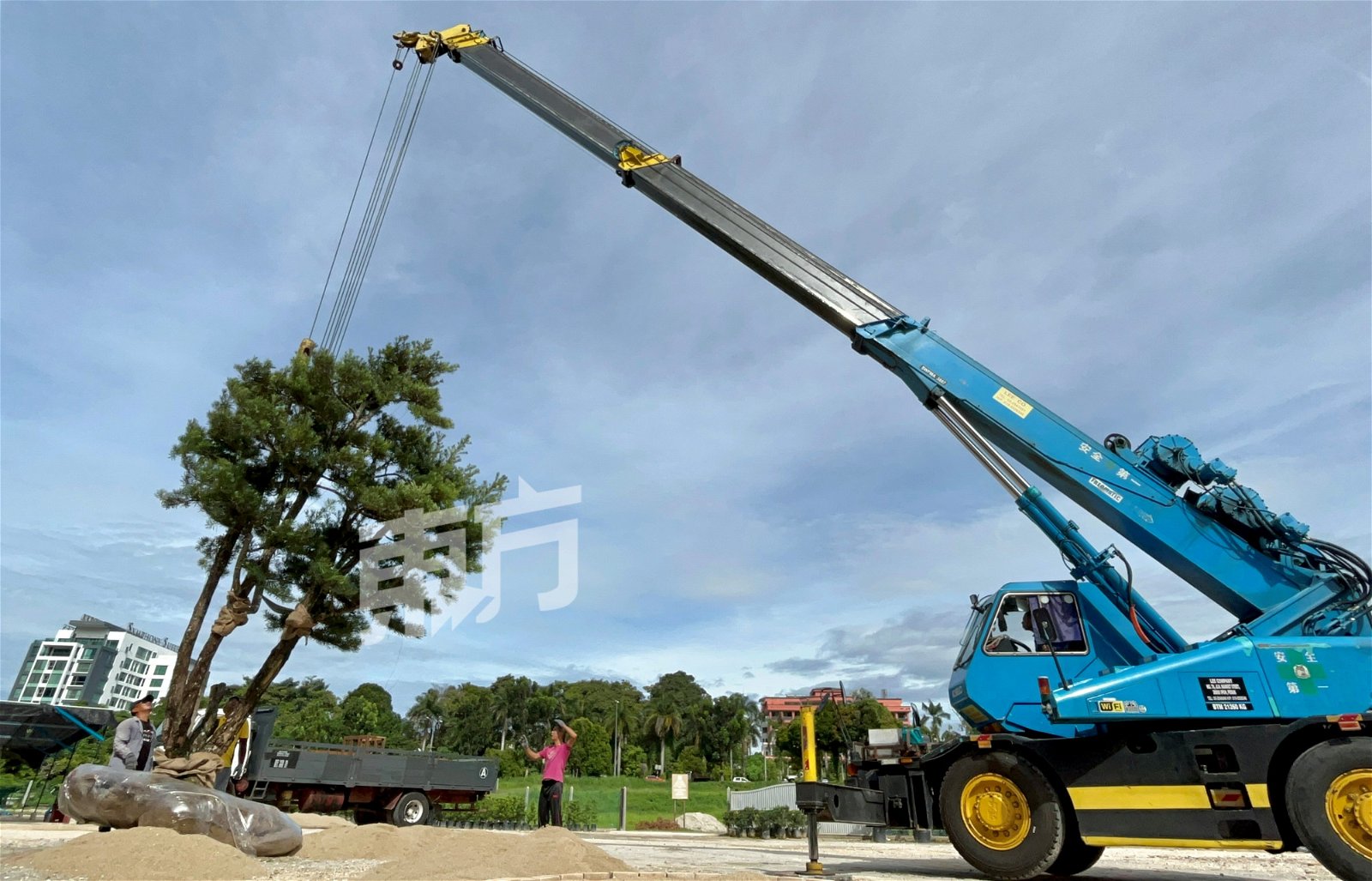 罗汉松树身庞大，在移植过程中需要出动罗里和吊机进行搬动。