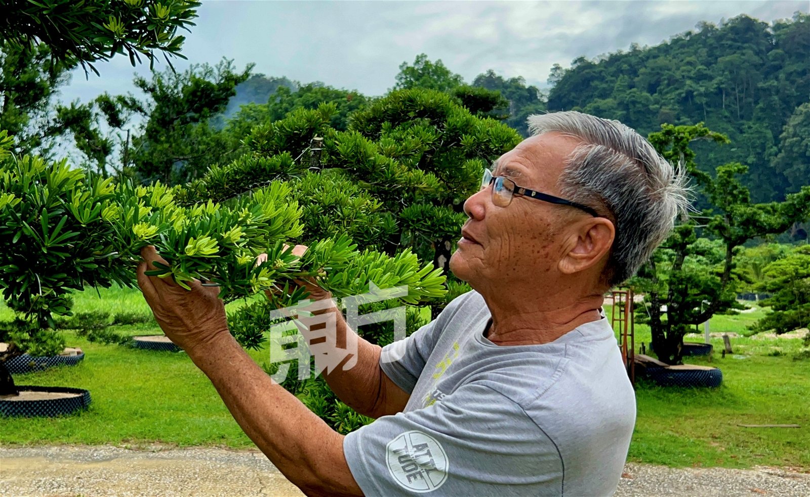 陈宝华培植真柏和罗汉松有逾50年经验，通晓树种特性和照顾方式。