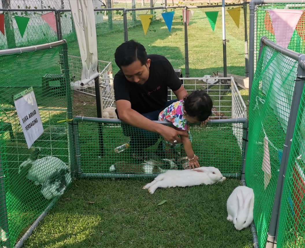 直落峇迪迷你兔子园有5种本地与入口品种兔子，供游客赏玩。
