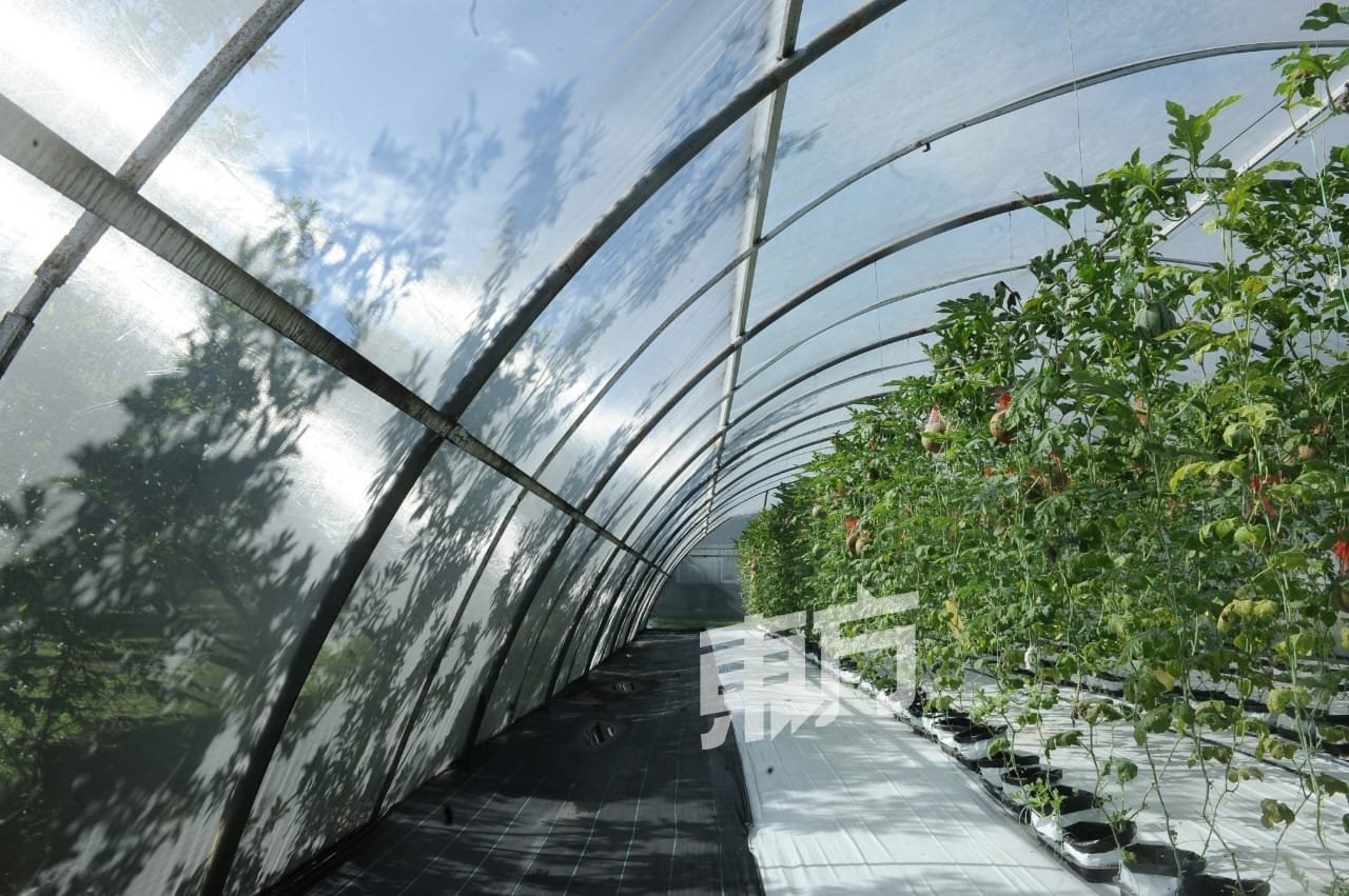 位于雪州沙登大马博特拉大学（UPM）一带的“迷你西瓜园”，温室内如今大约种有500个迷你西瓜。