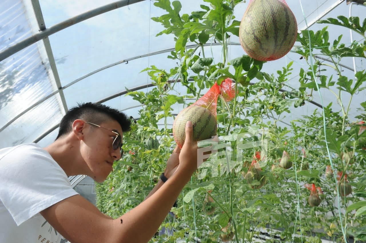 李观福指出，迷你西瓜是使用人工授粉及采用垂直法来栽种。