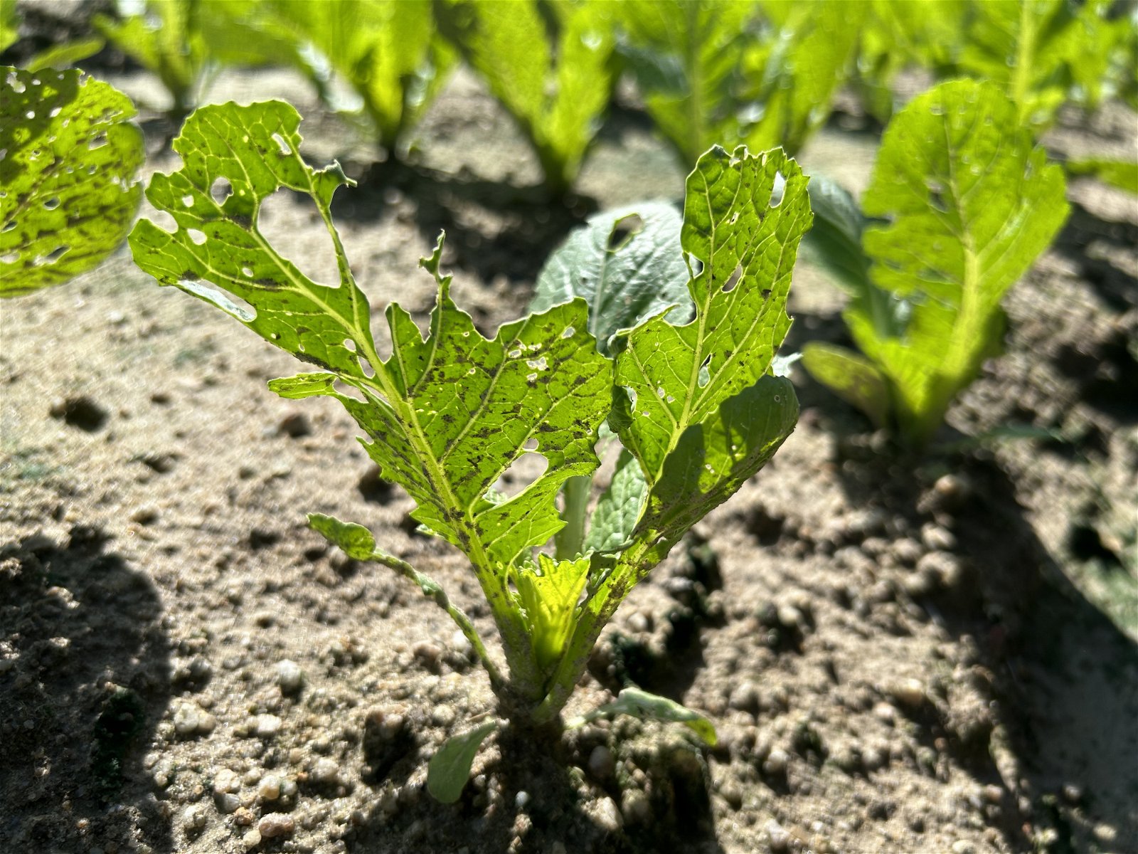种植芥菜会面对数样害虫包括青虫、弹跳虫、吊丝虫和地图虫的干扰，这会造成芥菜菜叶出现孔洞。