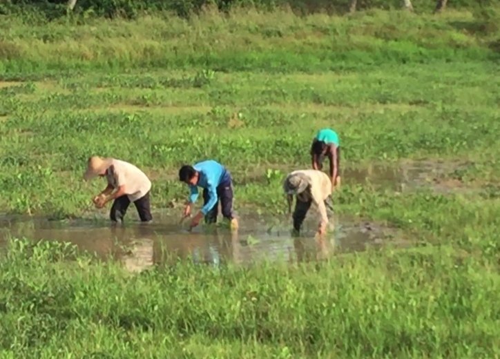 一些稻田仍以人工插秧方式栽种稻苗。（许晋溢提供）