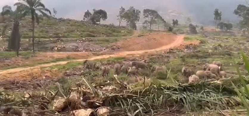 民众拍摄的视频显示，象群到进行翻种的油棕园内觅食。