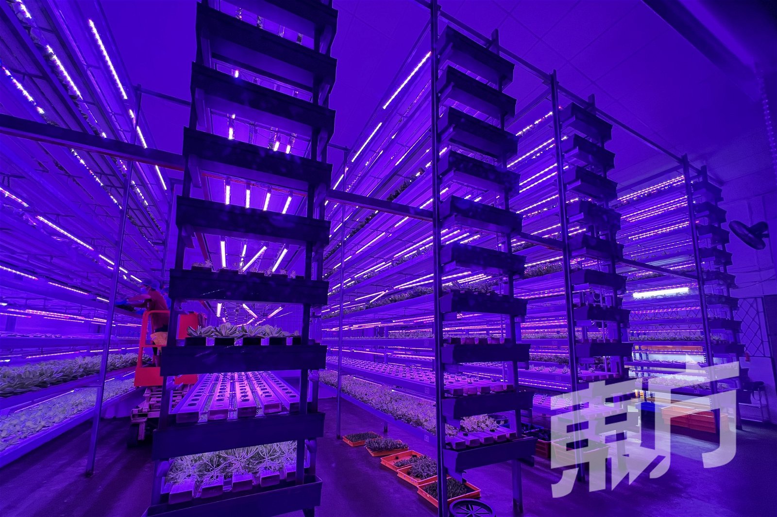 温室垂直水耕种植技术使用的是垂直的种植方式，所设置的种植架有10层高。