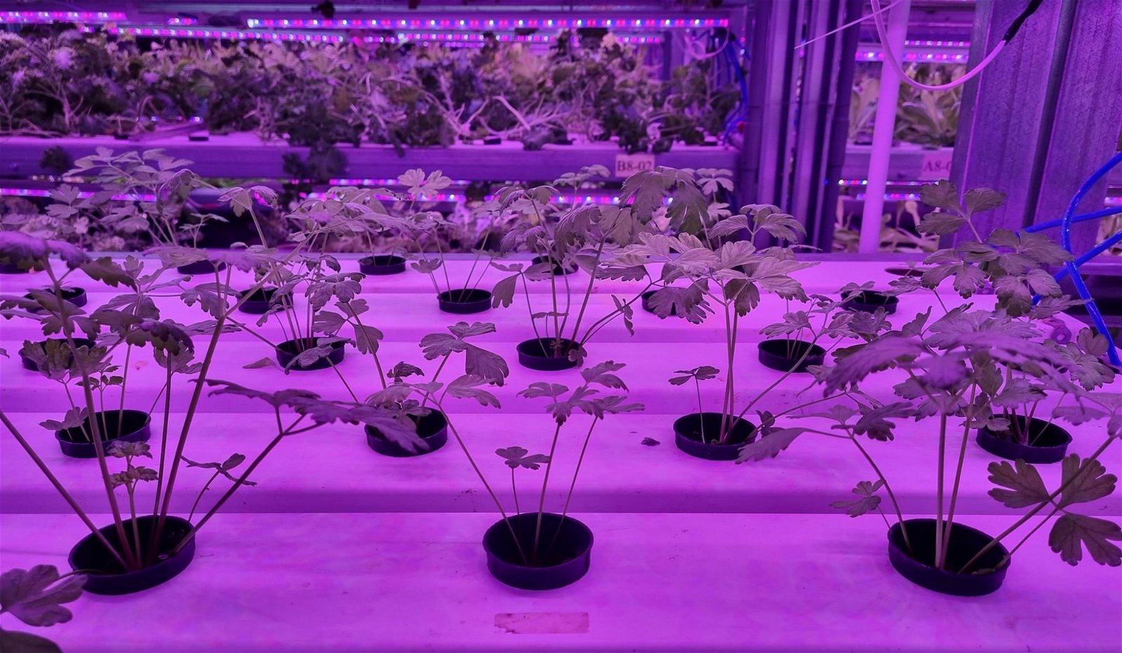 温室垂直水耕种植技术需要安装灯具，一般上是蓝色和红色，以促进植物的生长。（受访者提供）