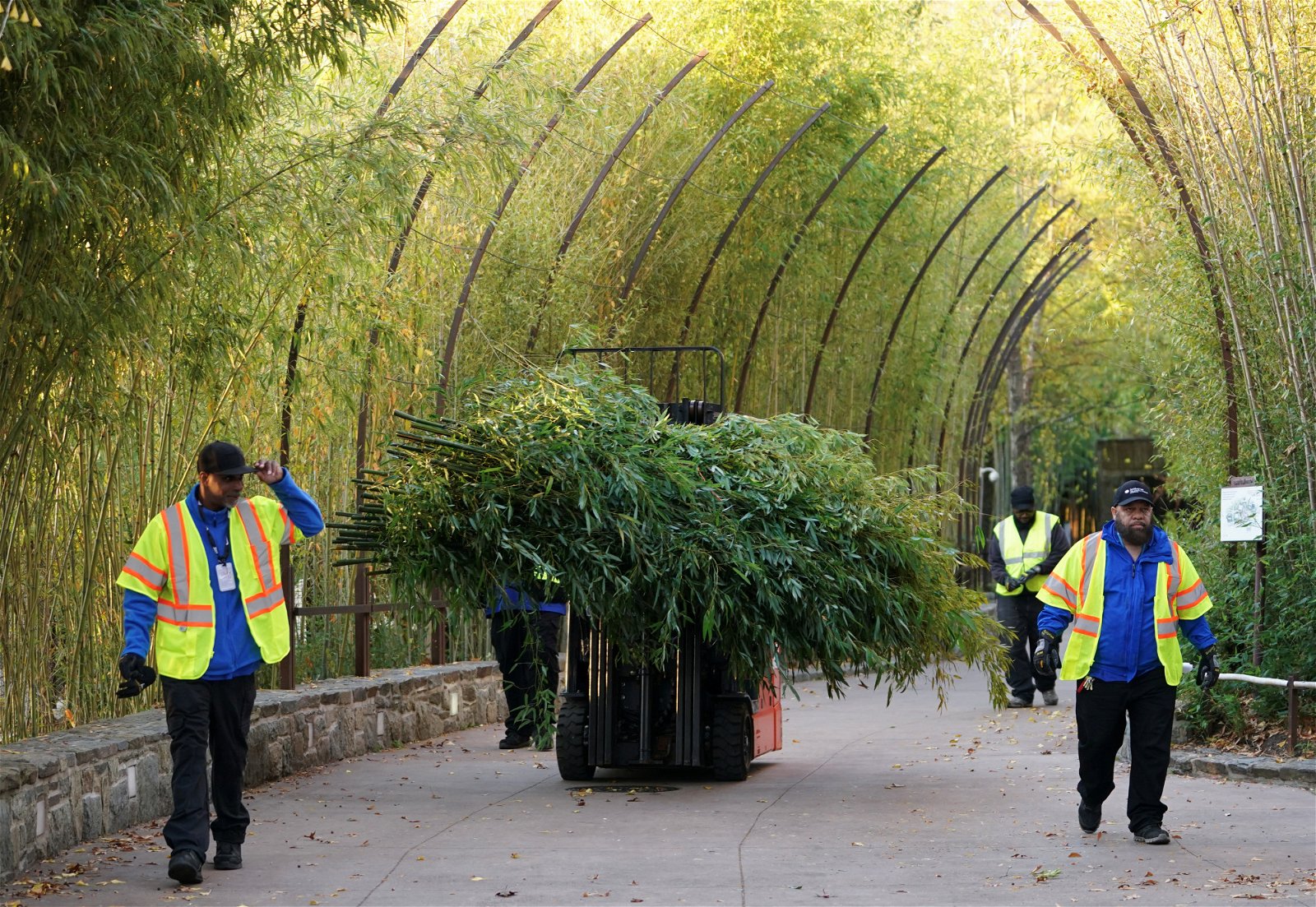 动物园给“美香”一家准备了足够的竹子，让它们在旅途中食用。（路透社档案照）